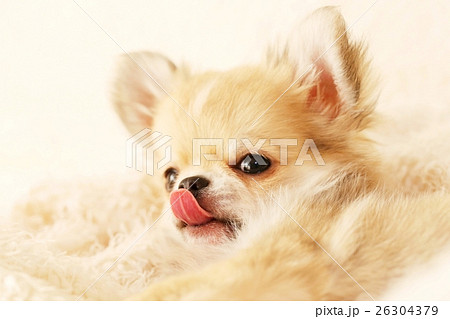 チワワの仔犬 チワワの仔犬 26304379