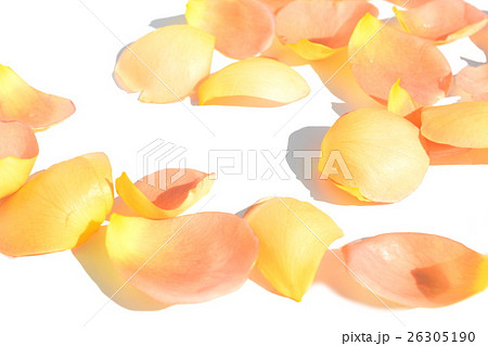 黄色にサーモンピンクの混じった薔薇の花びら 背景白 テクスチャイメージの写真素材