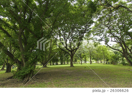 Green trees Green trees 26306626