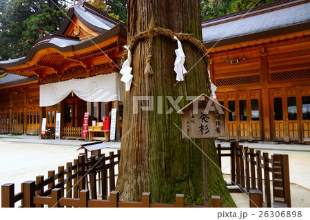 穂高神社の御神木 26306898