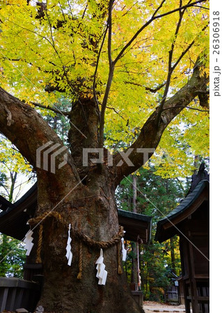 穂高神社の欅 穂高神社の欅 26306918