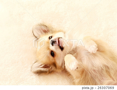 チワワの仔犬 26307069