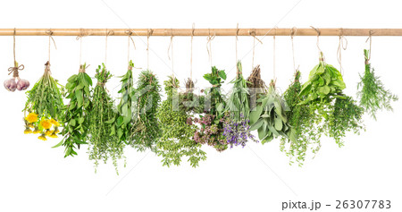 Fresh herbs. Basil, rosemary, thyme, mint, dill Fresh herbs. Basil, rosemary, thyme, mint, dill 26307783
