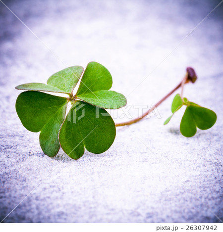 Clovers leaves on Stone . 26307942