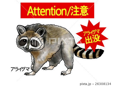 危険生物　アライグマ 26308134