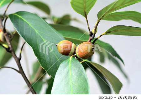 どんぐり 26308895