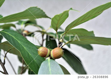 どんぐり 26308896