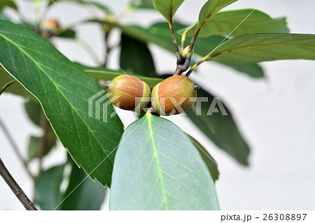 どんぐり 26308897