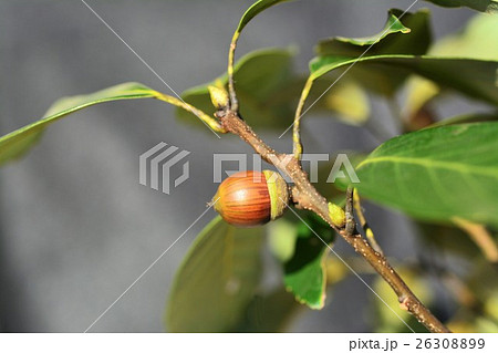 どんぐり 26308899