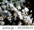 かすみ草 26309020