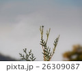 杉の生長点 26309087
