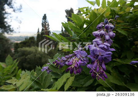 ティヴォリ 26309136