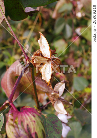 綿花収穫後のガク 26309219