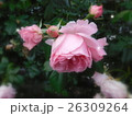 ピンクのバラ 26309264