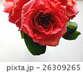 赤い薔薇 26309265