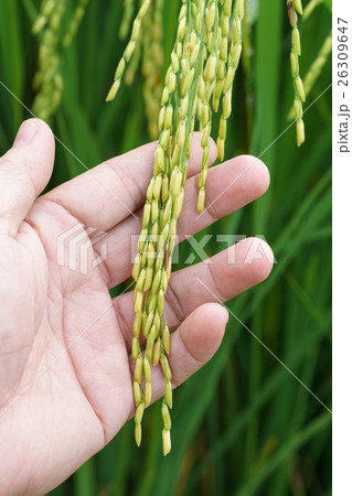 Ear of paddy on hand. 26309647