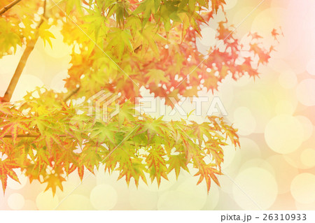 Autumn leaves scene, Red maples with bokeh. Autumn leaves scene, Red maples with bokeh. 26310933