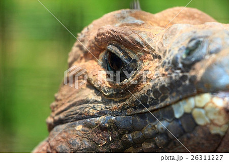 イグアナ イグアナ 26311227