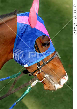 メイショウサムソン メイショウサムソン 26311347