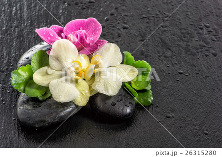 Fresh orchid flowers with water drops black stones 26315280
