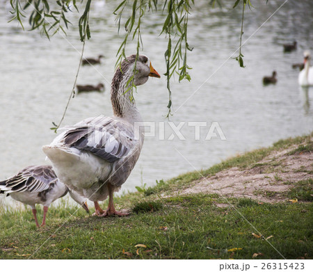 Big grey Toulouse goose 26315423