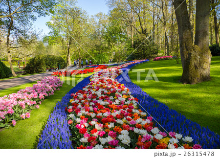 Colorful tulips in the Keukenhof garden, Holland Colorful tulips in the Keukenhof garden, Holland 26315478