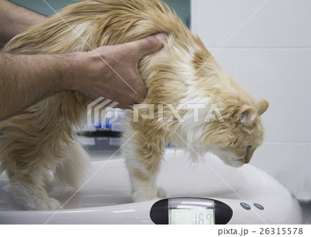 Veterinarian weighing a cat 26315578