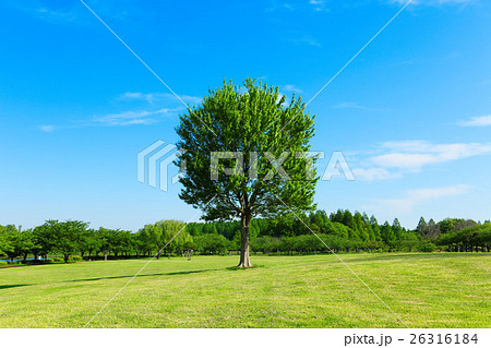 みさと公園の草原の大きなトウカエデの木の若葉と新緑 26316184