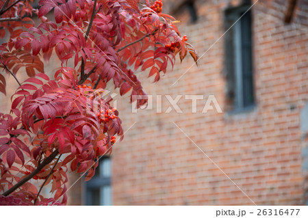 赤いナナカマドの実 26316477