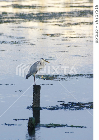 アオサギ 26317516
