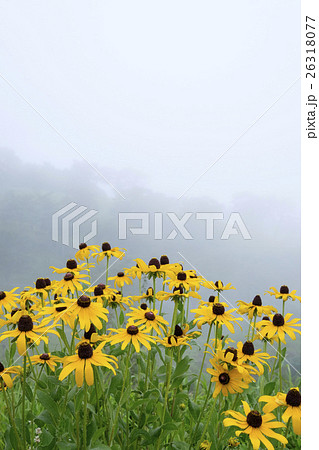 オオハンゴンソウ　 26318077