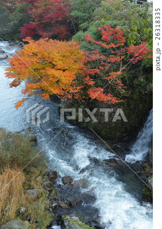 大井平公園の紅葉 26318335