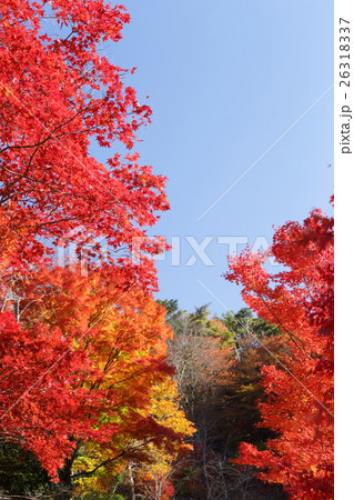 大井平公園の紅葉 26318337