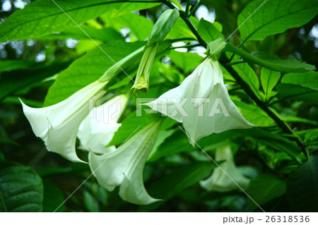 ダチュラ 白い花の写真素材