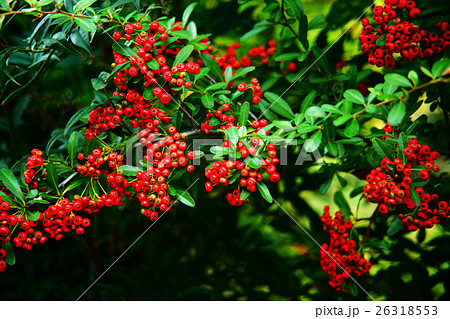 ピラカンサの赤い実 26318553