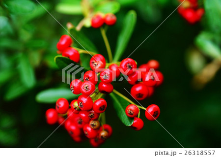 ピラカンサの赤い実 26318557
