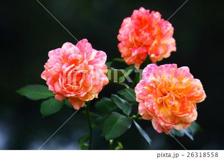 バラ　黄に赤色の花 26318558