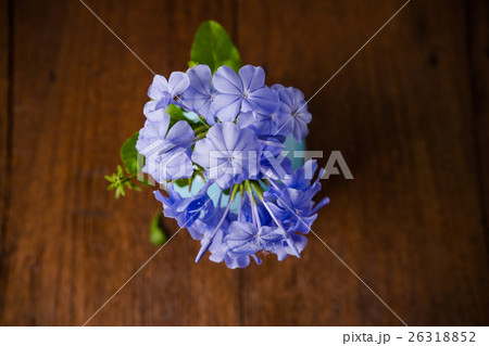 Blue plumbago flowers in vase 26318852