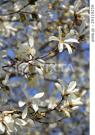 モクレンの白い花(小金井公園/東京都小平市) モクレンの白い花(小金井公園/東京都小平市) 26319256