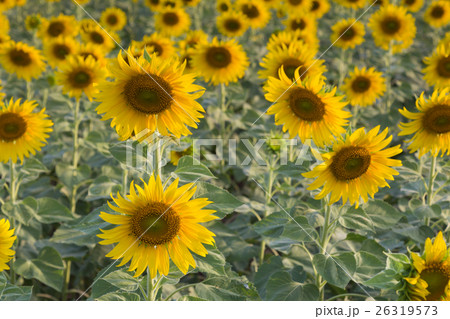 Sunflower field full bloom 26319573