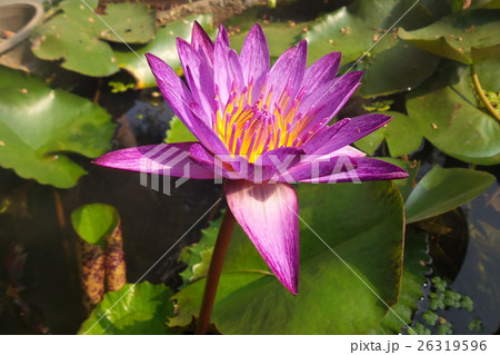 Purple lotus flower 26319596