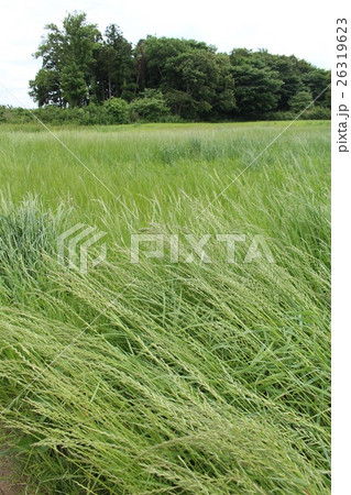 風になびく草 風になびく草 26319623