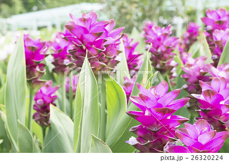 Field of siam tulip flowers 26320224