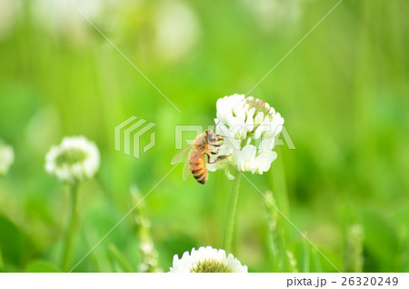 シロツメクサとミツバチ 26320249
