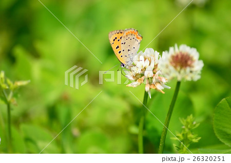 シロツメクサとベニシジミ 26320251