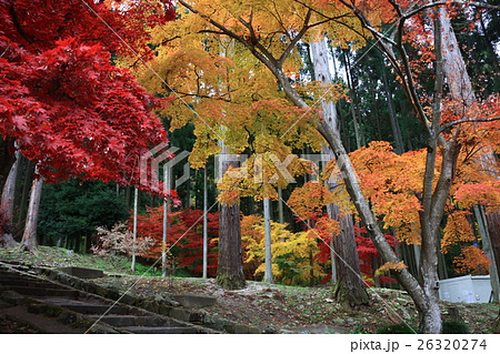 信州清水寺紅葉 26320274