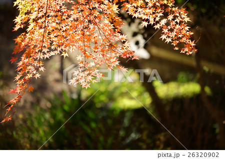 香嵐渓の紅葉 香嵐渓の紅葉 26320902