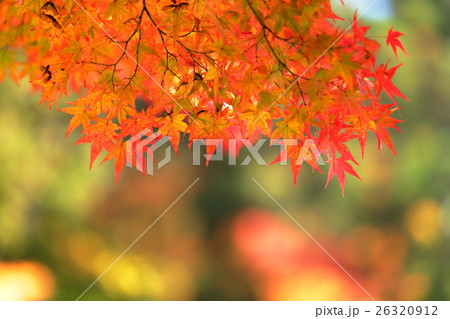 香嵐渓の紅葉 26320912