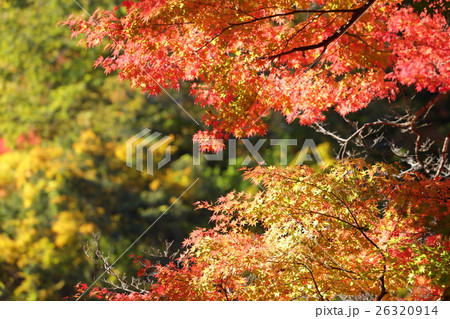香嵐渓の紅葉 香嵐渓の紅葉 26320914
