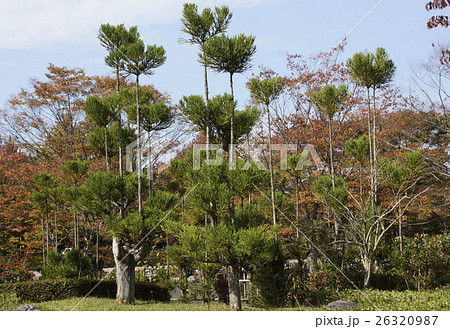 庭木 北山杉の写真素材